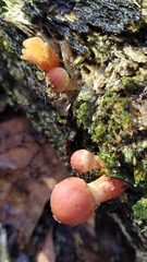 Hypholoma lateritium