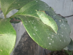Leptophobia aripa