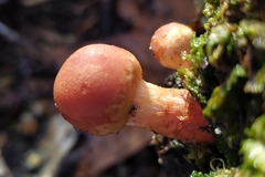 Hypholoma lateritium