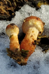 Hypholoma lateritium