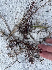 Euphorbia polyphylla