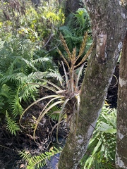 Tillandsia variabilis
