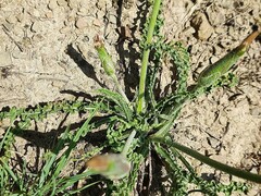 Pseudopodospermum molle