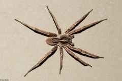 Centroctenus brevipes