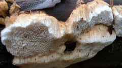 Fomitopsidaceae