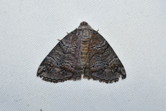 Dysbatus singularis
