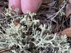 Cladonia leporina