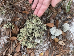 Cladonia leporina