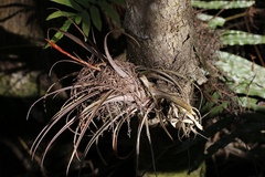 Tillandsia variabilis