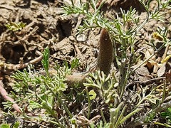 Astragalus asterias