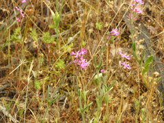 Silene scabriflora