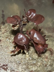 Constantinea subulifera