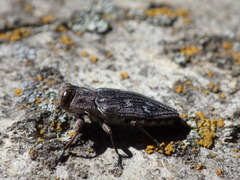 Chrysobothris femorata