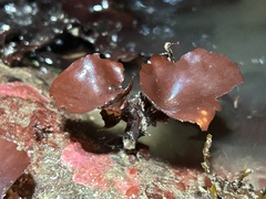 Constantinea subulifera