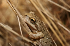 Hyla sarda