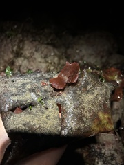 Constantinea subulifera