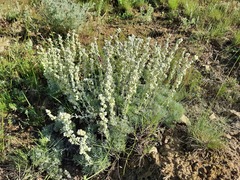 Artemisia alpina