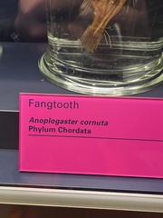 Anoplogaster cornuta