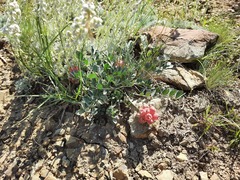 Astragalus calycinus