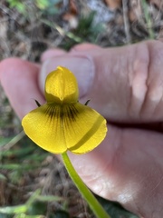 Crotalaria rotundifolia