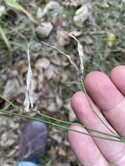 Orthosia scoparia