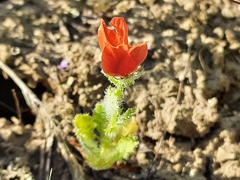 Glaucium corniculatum