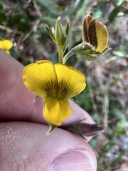 Crotalaria rotundifolia