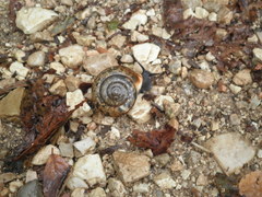 Campylaea illyrica