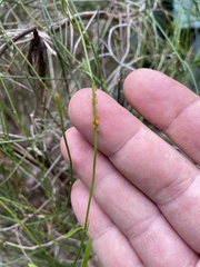 Orthosia scoparia