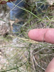 Orthosia scoparia