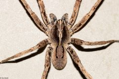 Centroctenus brevipes