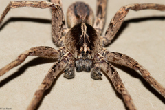 Centroctenus brevipes