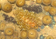 Spurilla braziliana