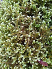 Antitrichia curtipendula