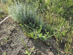 Glaucium corniculatum
