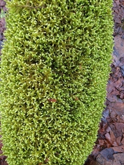 Antitrichia curtipendula