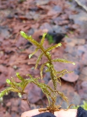 Antitrichia curtipendula