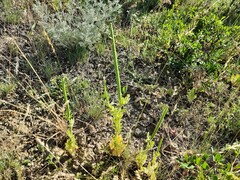 Glaucium corniculatum