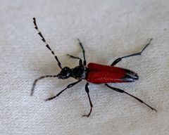 Stictoleptura canadensis