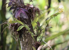 Epidendrum amphistomum