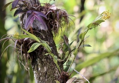 Epidendrum amphistomum