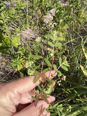 Euphorbia lasiocarpa