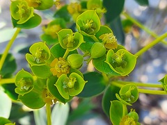 Euphorbia glareosa