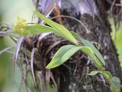 Epidendrum amphistomum