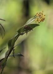 Epidendrum amphistomum