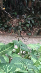 Trichonephila clavipes