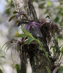 Epidendrum amphistomum