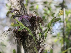 Epidendrum amphistomum