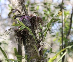 Epidendrum amphistomum