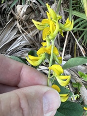 Crotalaria